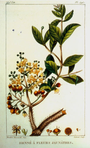 Botanische Darstellung der Hennapflanze – Lawsonia inermis –