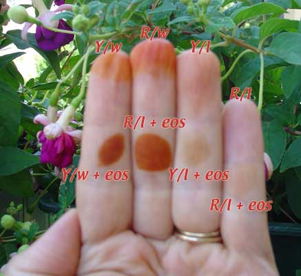 Ergebnisbild zum Testbericht über den Einfluss von Zitronensaft und Ätherischen Ölen auf die Entwicklung der Henna-Farbe