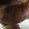Mit den Pflanzenhaarfarben Katam (Buxus dioica) und Henna (Lawsonia inermis) gefärbtes graues Haar